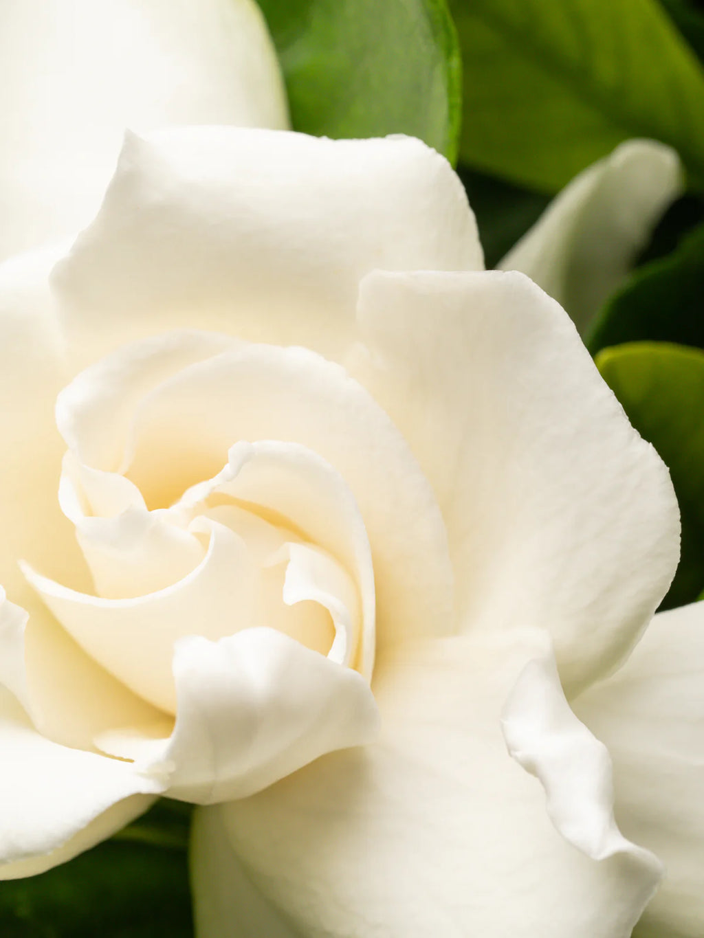 BFF - Moodcast Pura Refill